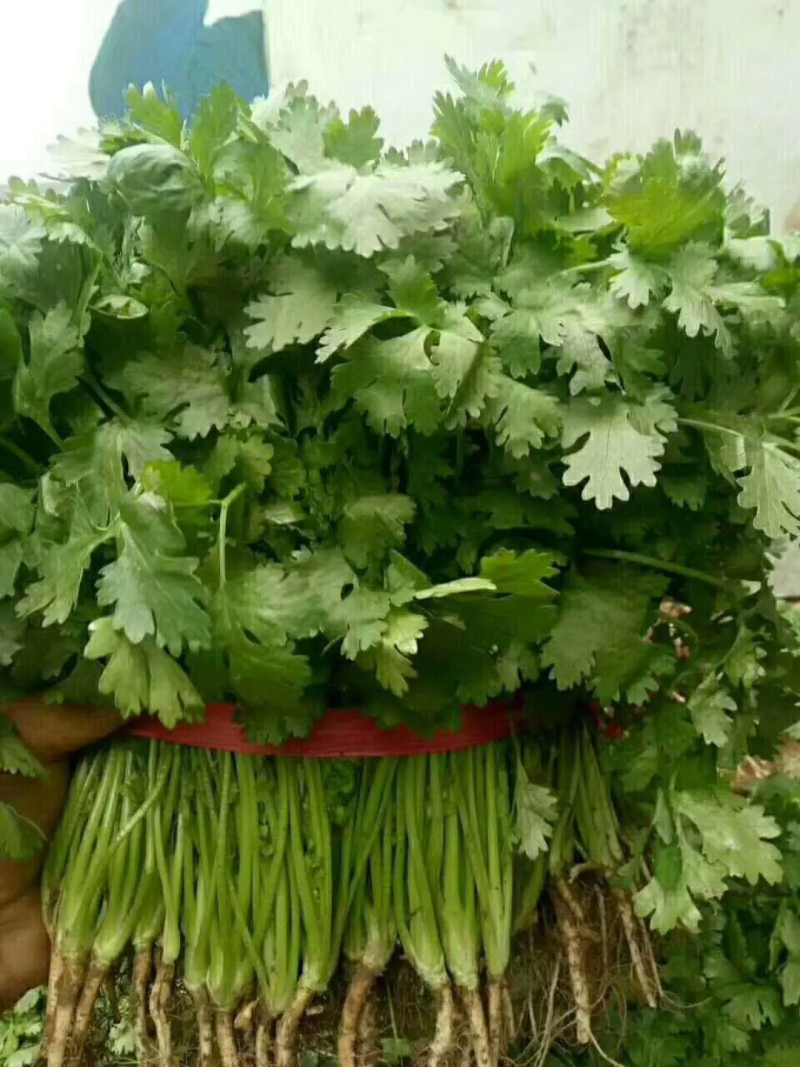 香菜锦州大叶香菜20-30香味大口感好全国发货