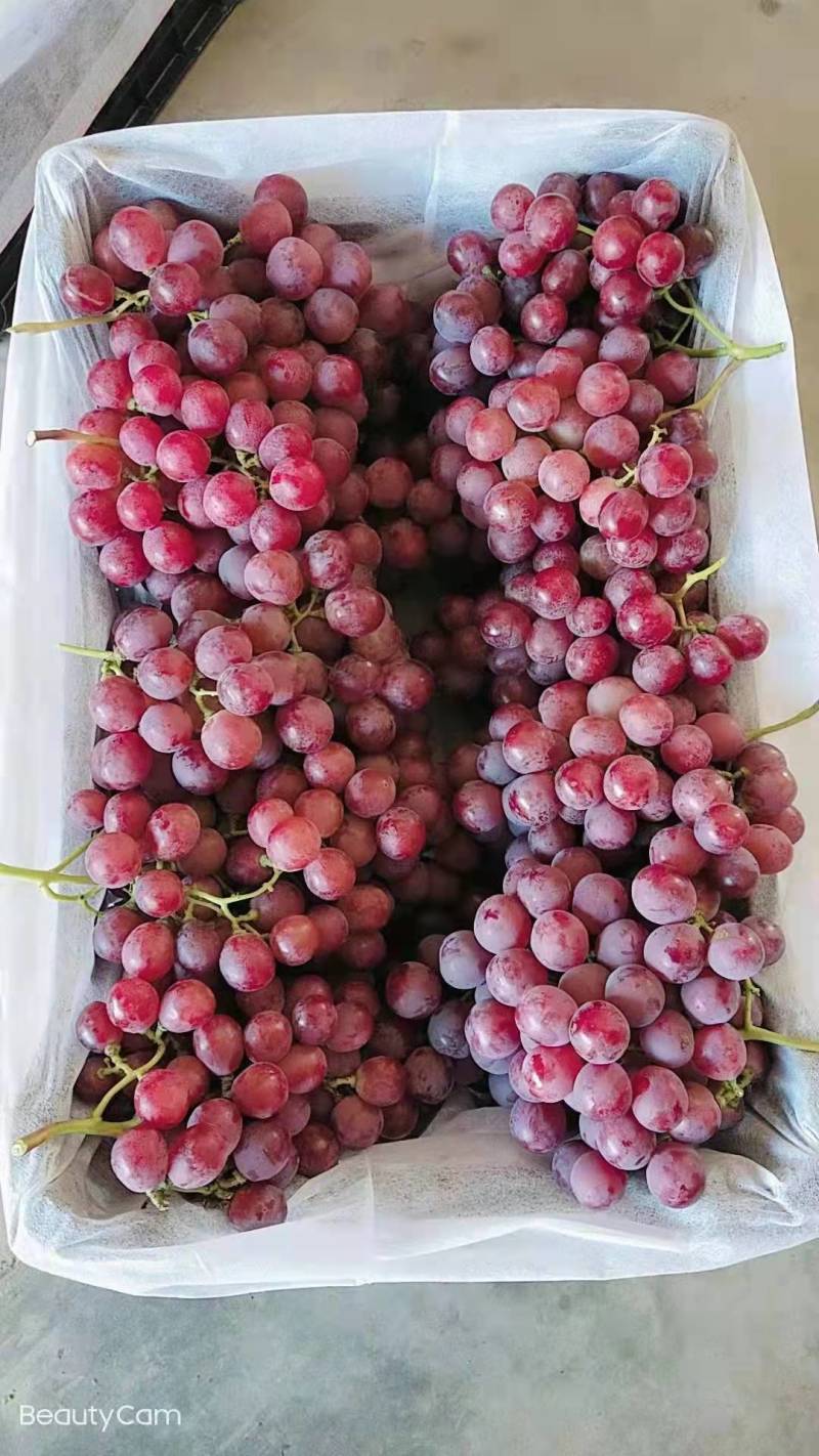 【精品】红提葡萄基地直供，货量充足，量大优惠