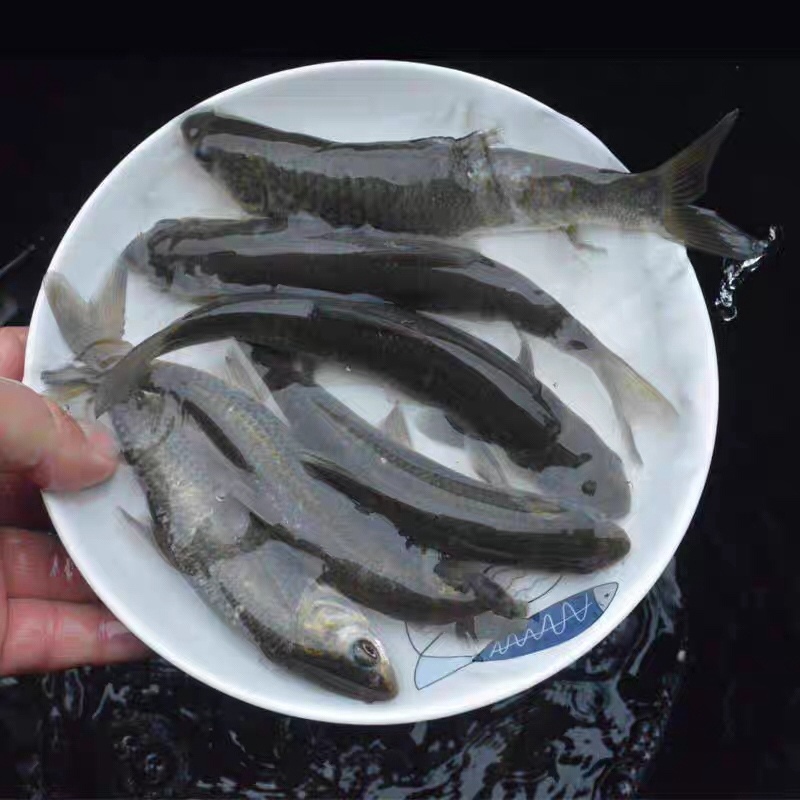青鱼鱼苗活鱼大量出售各种青鱼苗，有需要的请联系我