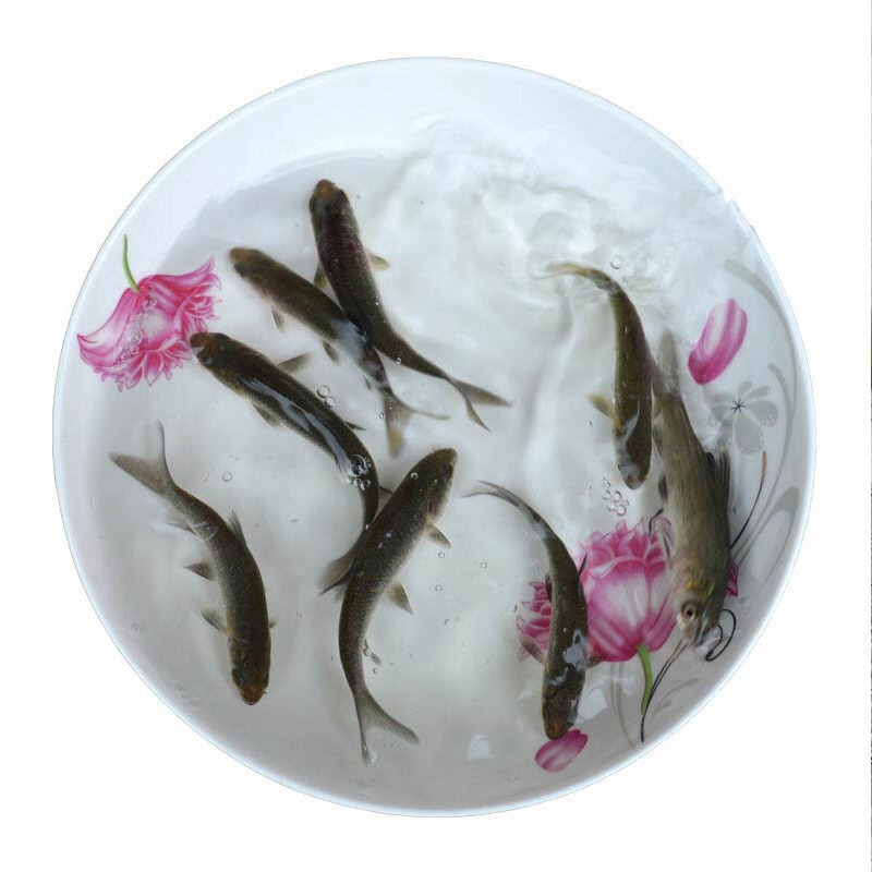 青鱼鱼苗活鱼大量出售各种青鱼苗，有需要的请联系我