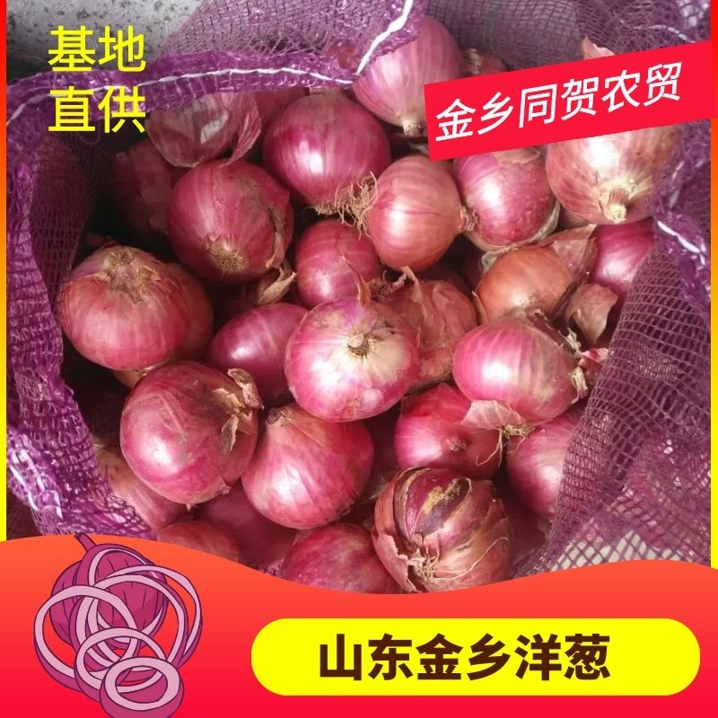 供应优质红皮洋葱金乡洋葱专业加工，常年有货，代发全国