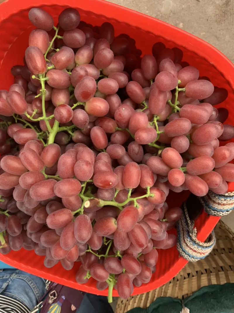 河北饶阳克伦生葡萄，颗粒大口感好商超品质可视频看货