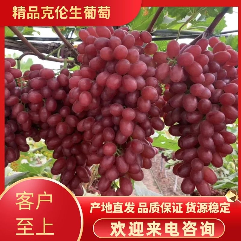 河北饶阳克伦生葡萄，颗粒大口感好商超品质可视频看货