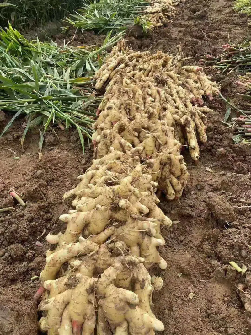 《红芽鲜姜》产地大量上市/提供地窖冷库/配资全国代发