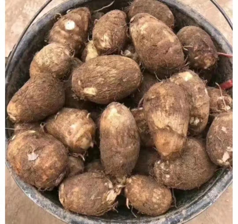 新鲜芋头芋头8520大量上市，产地直发保质保量
