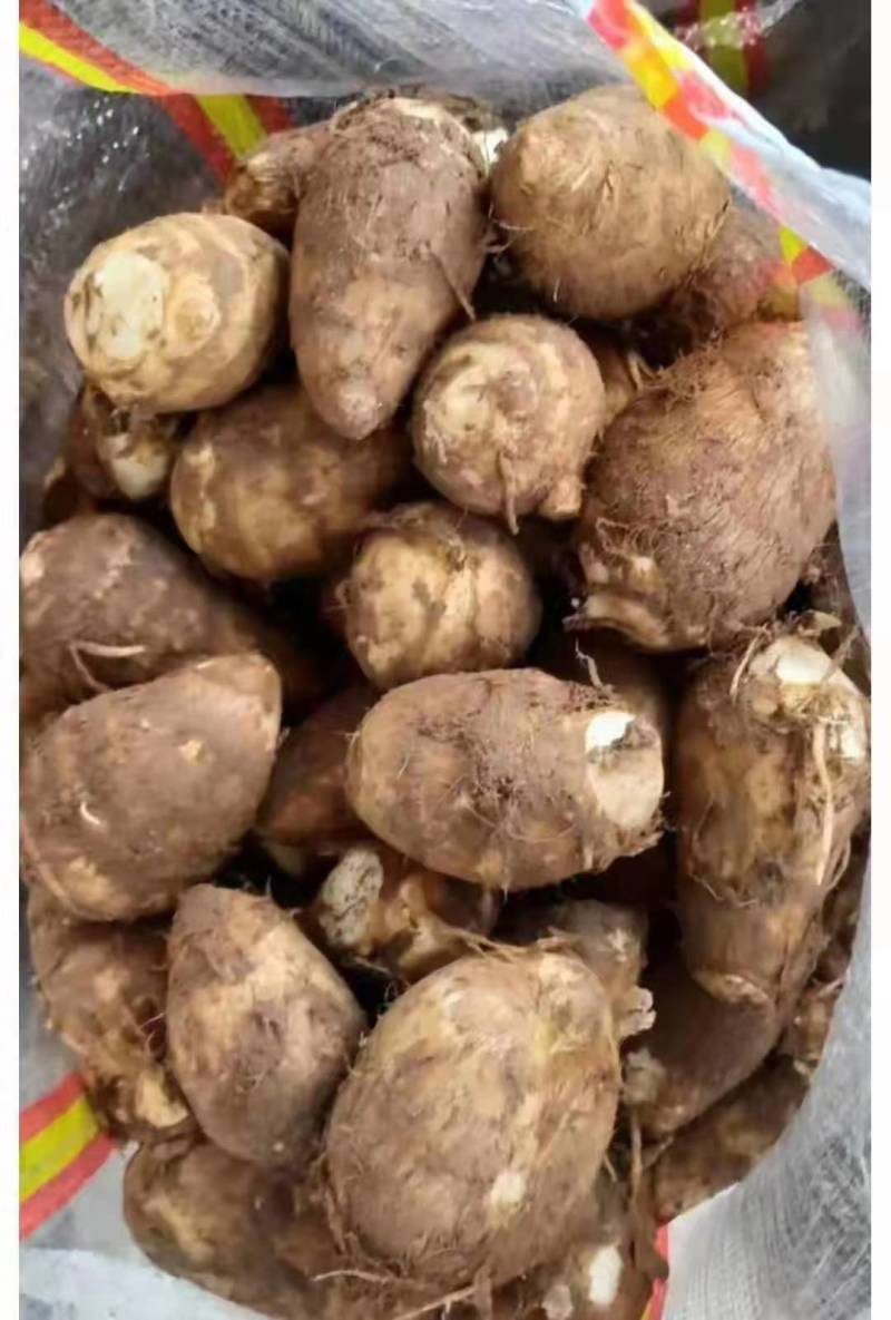 新鲜芋头芋头8520大量上市，产地直发保质保量