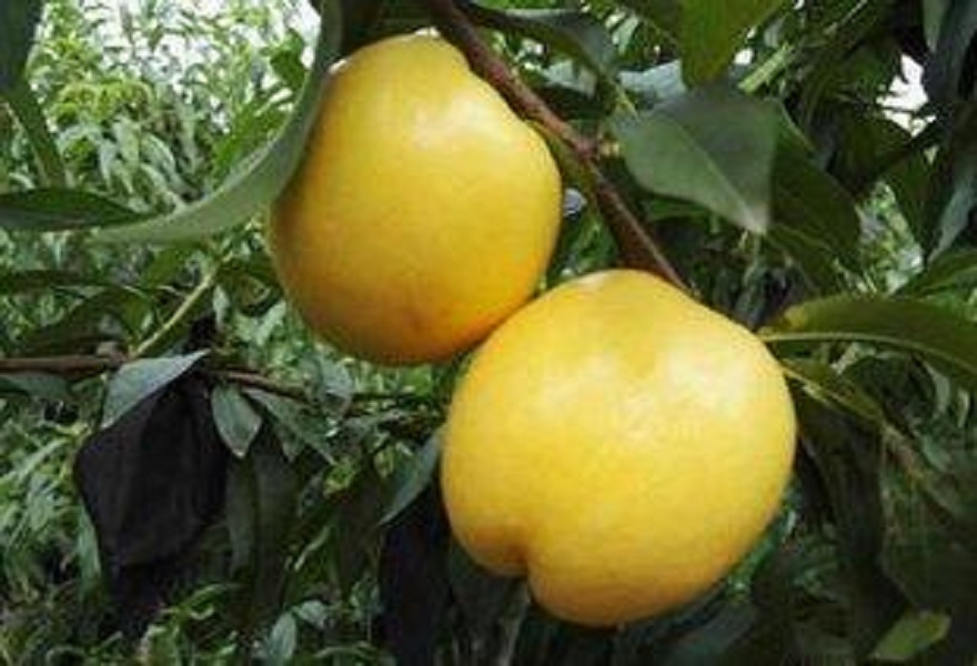 中油27油桃的果树林,阳光下的果实饱满诱人 中油27油桃的果树林