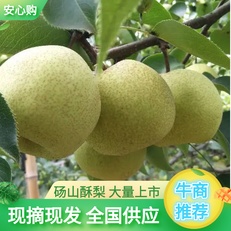 安徽梨，砀山酥梨，贡梨，全国代发，保证质量。