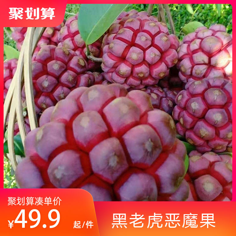顺丰包邮黑老虎水果布福娜水果野生大血藤黑老虎一件代发果园