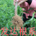桃树苗基地，中油油桃苗品类多样基地直发欢迎咨询合作