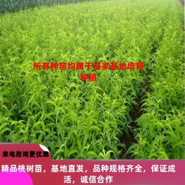 桃树苗基地，中油油桃苗品类多样基地直发欢迎咨询合作