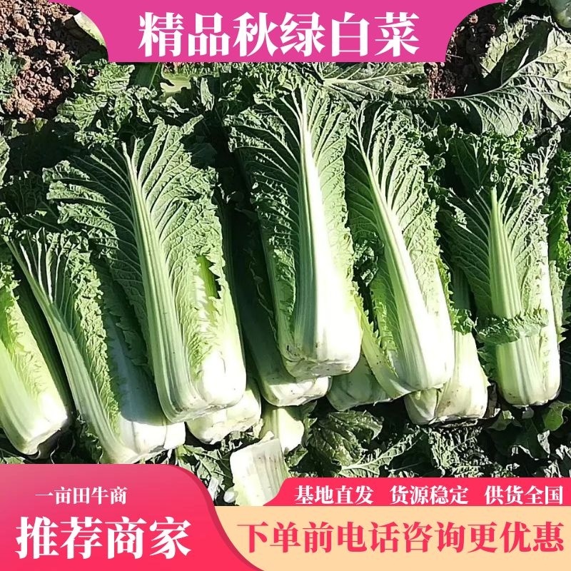 山西太谷秋绿60长白菜大量上市产地直发品质保证可视频看货