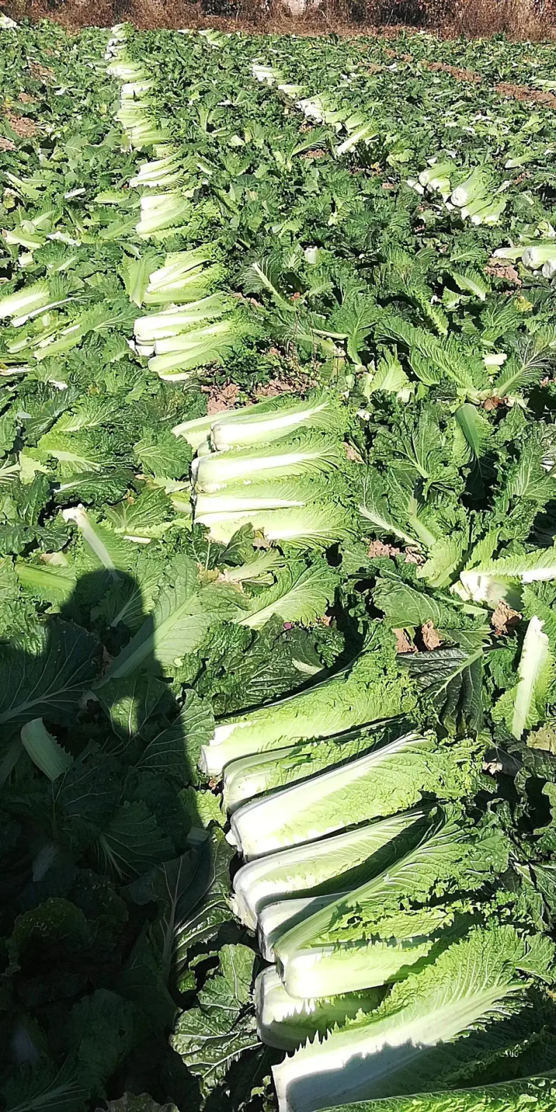 山西太谷秋绿60长白菜大量上市产地直发品质保证可视频看货