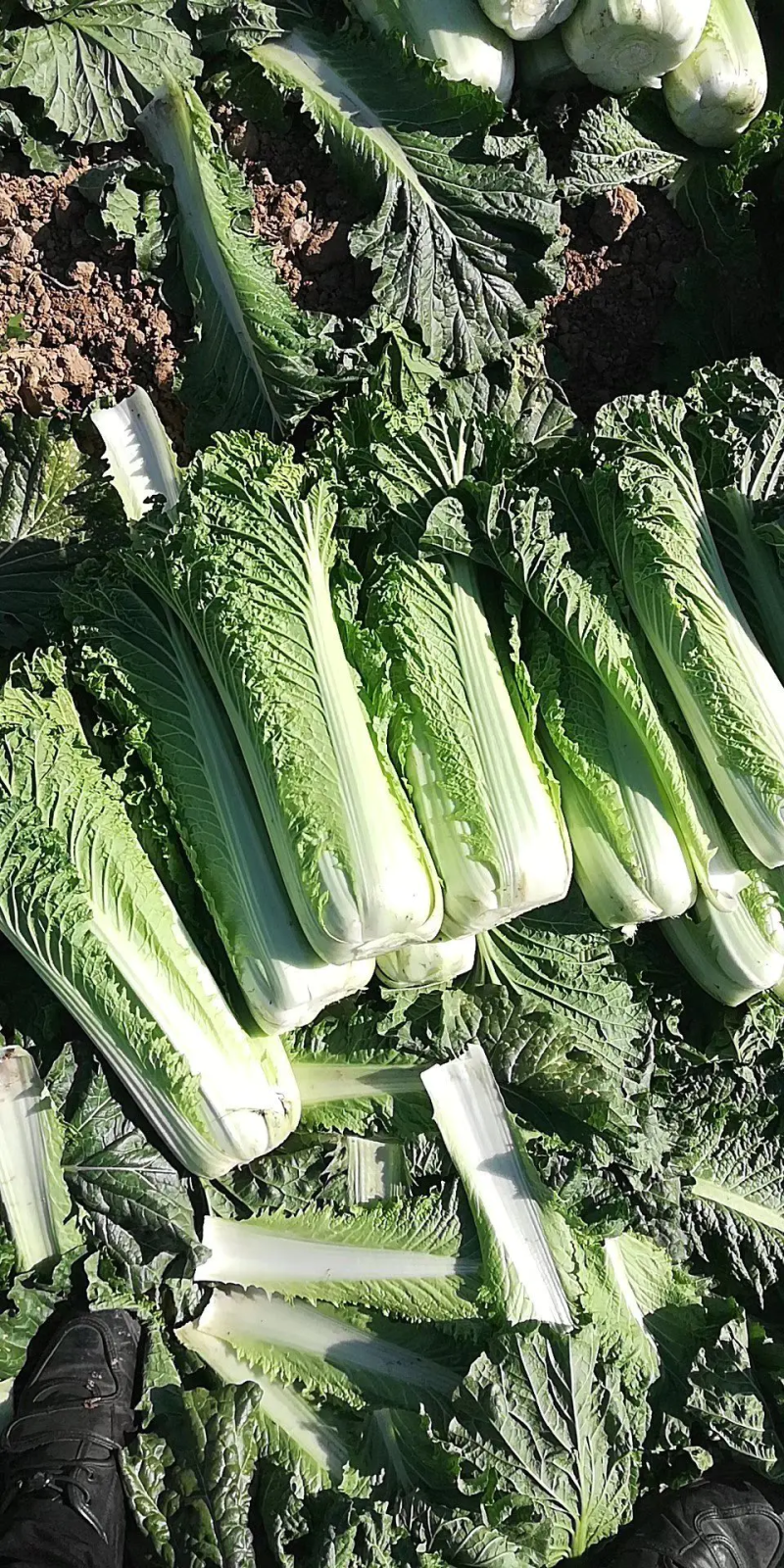 山西太谷秋绿60长白菜大量上市产地直发品质保证可视频看货
