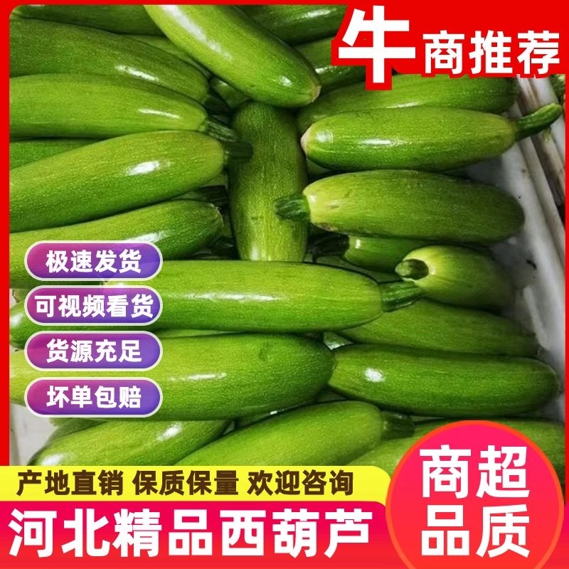 【西葫芦】河北精品西葫芦颜色翠绿个大均匀价格便宜