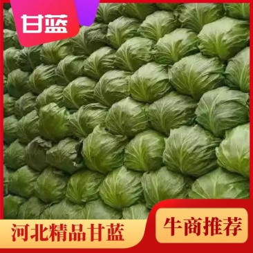 【甘蓝】河北精品甘蓝大量上市有大型冷库诚信经营