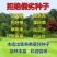 进口草坪种子四季青种子绿化草皮草籽庭院别墅草种子