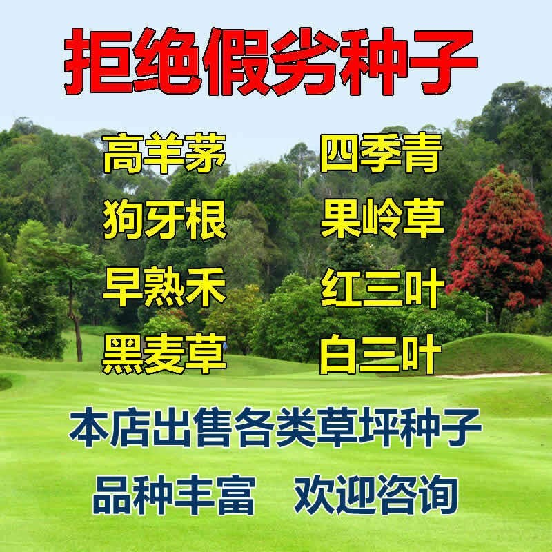 进口草坪种子四季青种子绿化草皮草籽庭院别墅草种子