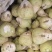 【推荐】芥菜，芥菜疙瘩，自产自销，量大优惠加工厂食品厂对接