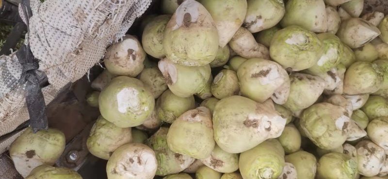 【推荐】芥菜，芥菜疙瘩，自产自销，量大优惠加工厂食品厂对接