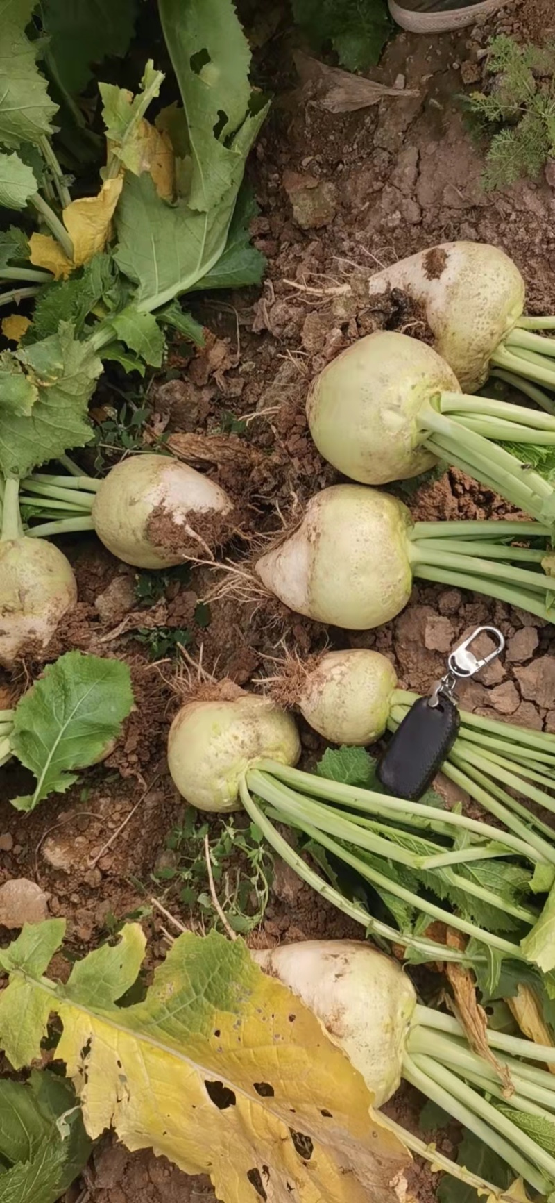 【推荐】芥菜，芥菜疙瘩，自产自销，量大优惠加工厂食品厂对接