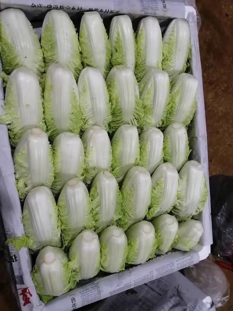 银丝王—金丝白菜，基地直采直销，货源稳定供货全国市场