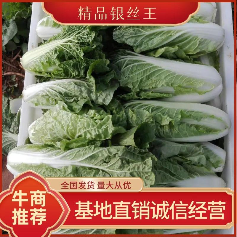 银丝王—金丝白菜，基地直采直销，货源稳定供货全国市场