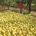 百年老树酥梨六两以上的通货已大量上市欢迎新老客户前来洽谈