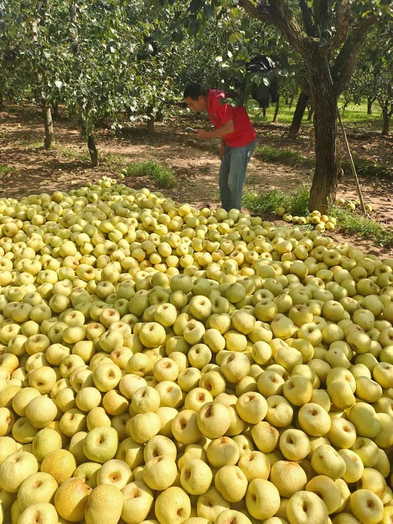 百年老树酥梨六两以上的通货已大量上市欢迎新老客户前来洽谈