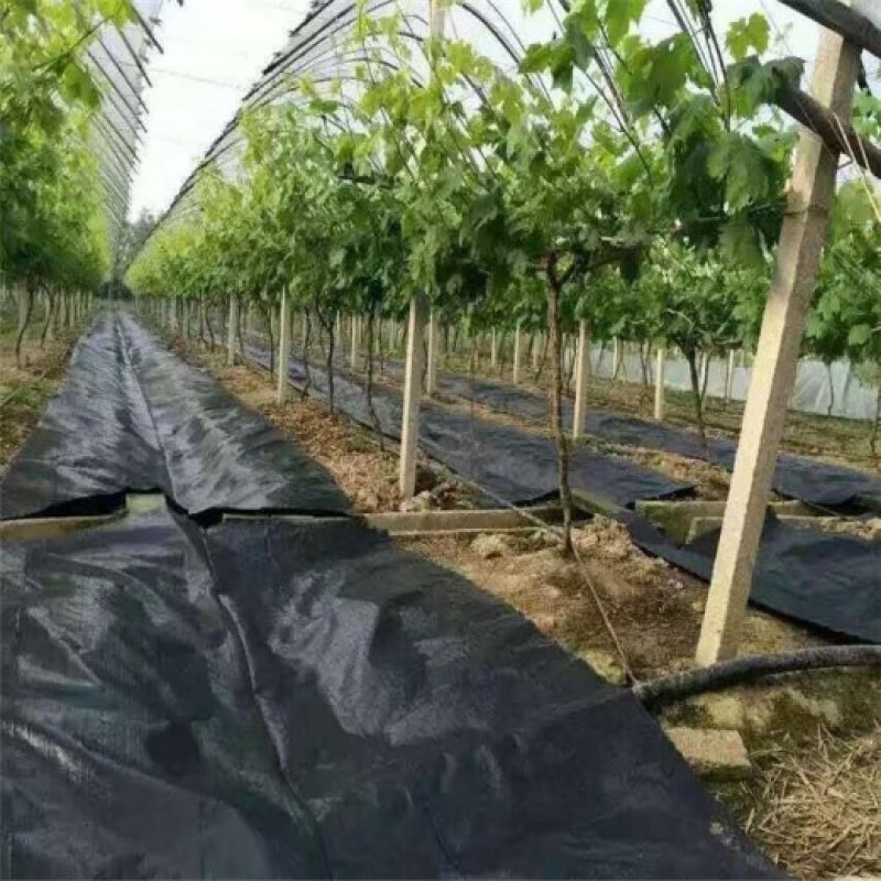 防草布pe100克除草布果园盖草布厂家