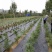 防草布pe100克除草布果园盖草布厂家