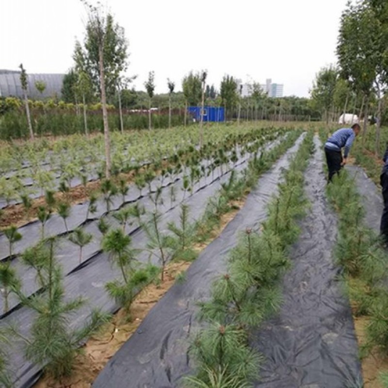 防草布pe100克除草布果园盖草布厂家