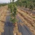 防草布pe100克除草布果园盖草布厂家