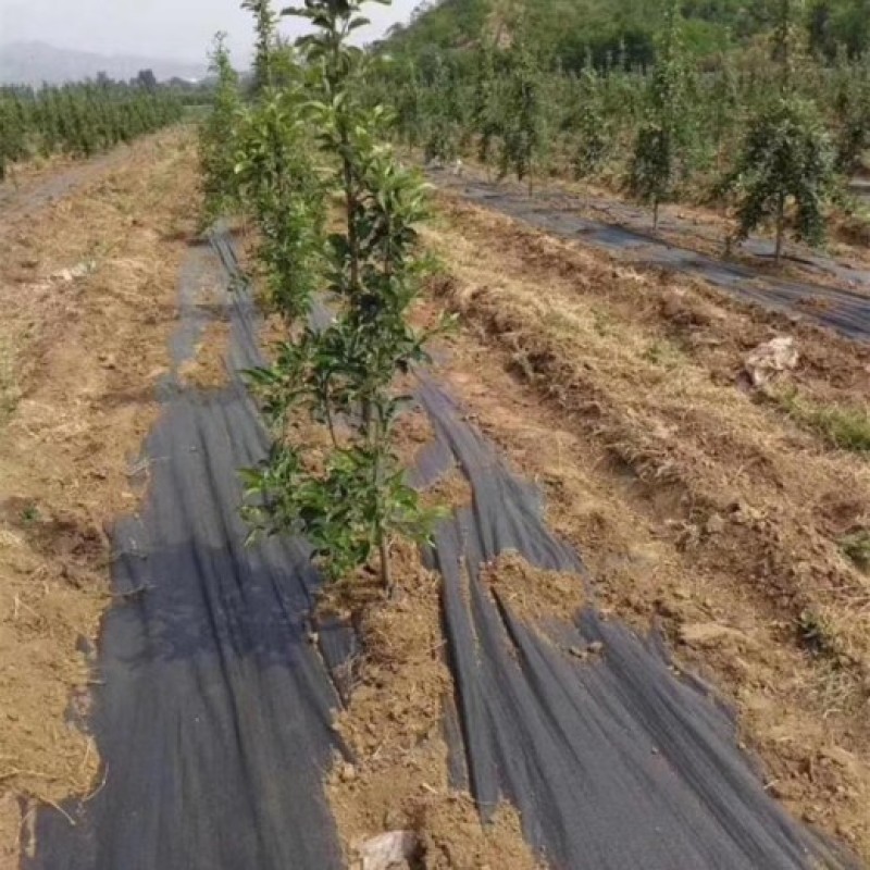 防草布pe100克除草布果园盖草布厂家