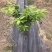 防草布pe100克除草布果园盖草布厂家
