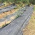 90克果园除草布防草布厂家盖草布价格防草布一亩地