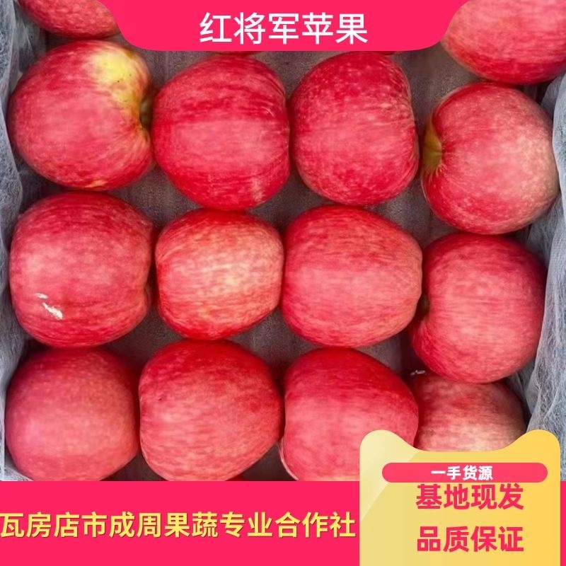 辽宁红将军苹果，果园直采甜脆可口，品相好价格优，供货全国