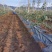90克果园除草布防草布厂家盖草布价格防草布一亩地