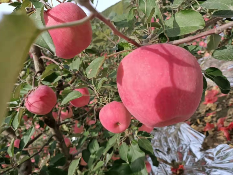 精品寒富苹果，果园直采直销，品相好，价格优，稳定供货全国
