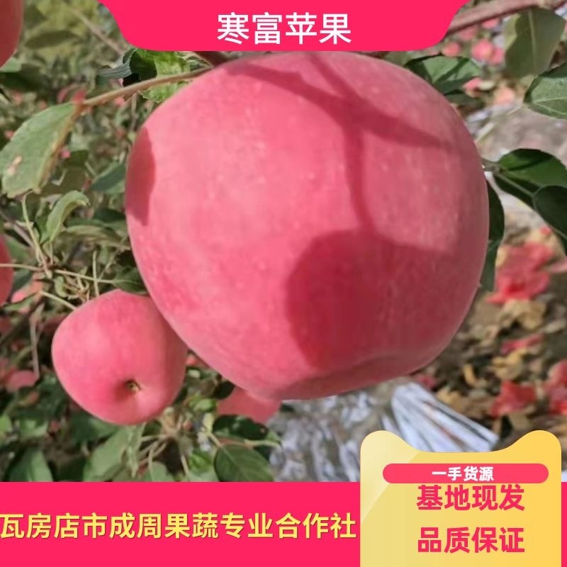 精品寒富苹果，果园直采直销，品相好，价格优，稳定供货全国