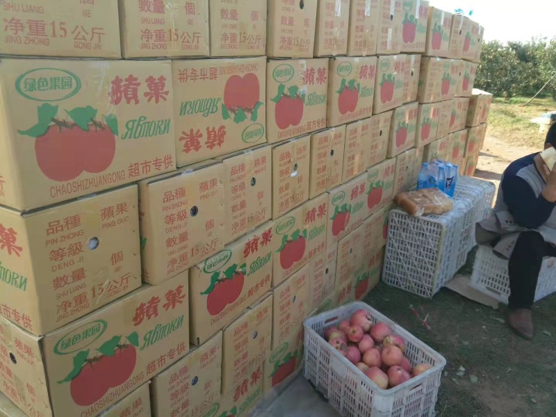 精品寒富苹果，果园直采直销，品相好，价格优，稳定供货全国