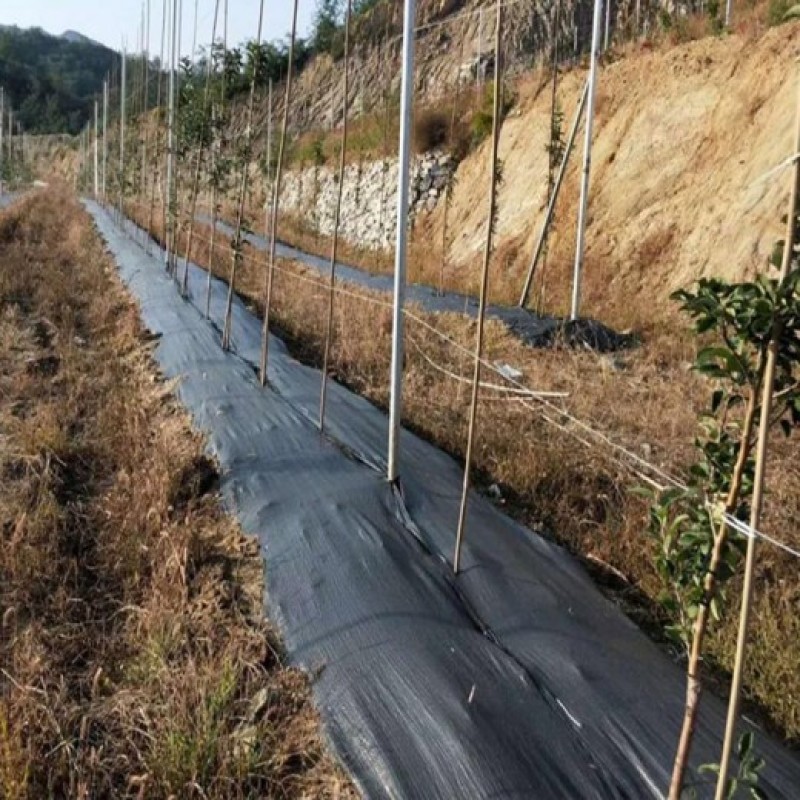 编织布除草布价格蓝莓园盖草布生产防草布一平米价格