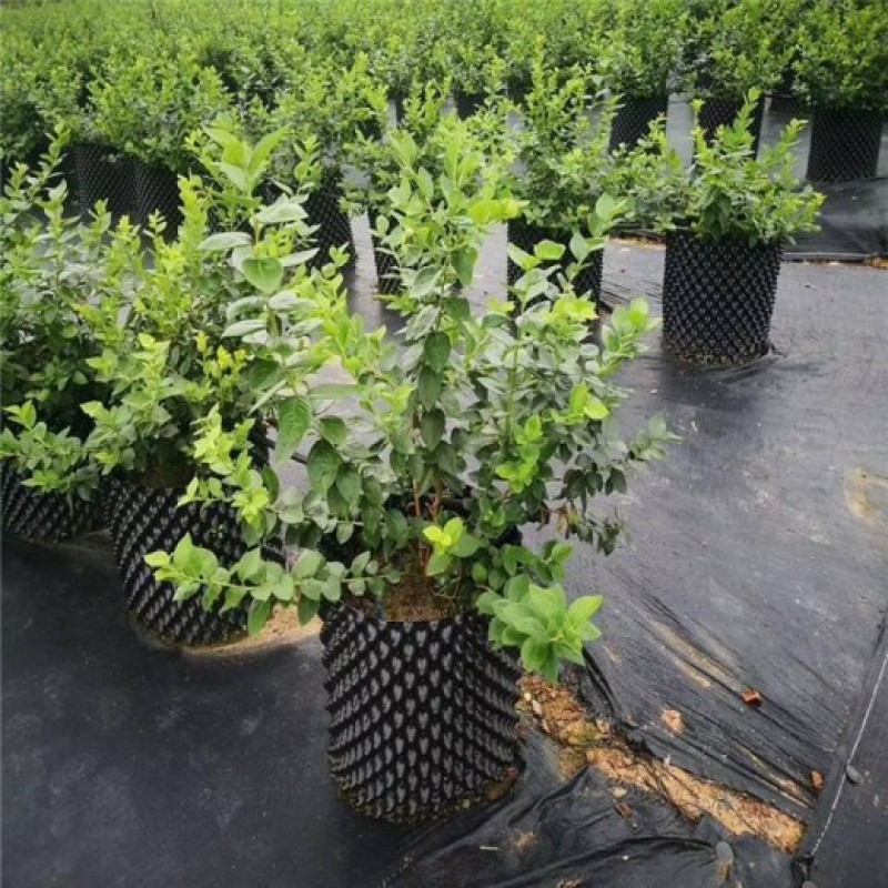 pe防草布地钉pp防草布除草布园艺地布黑色盖草布