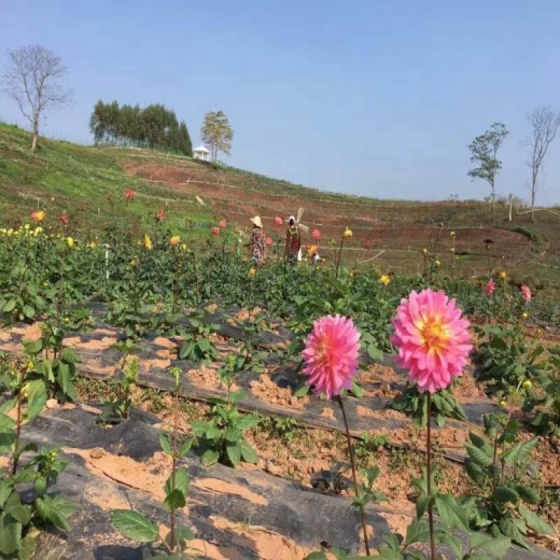 pe防草布地钉pp防草布除草布园艺地布黑色盖草布