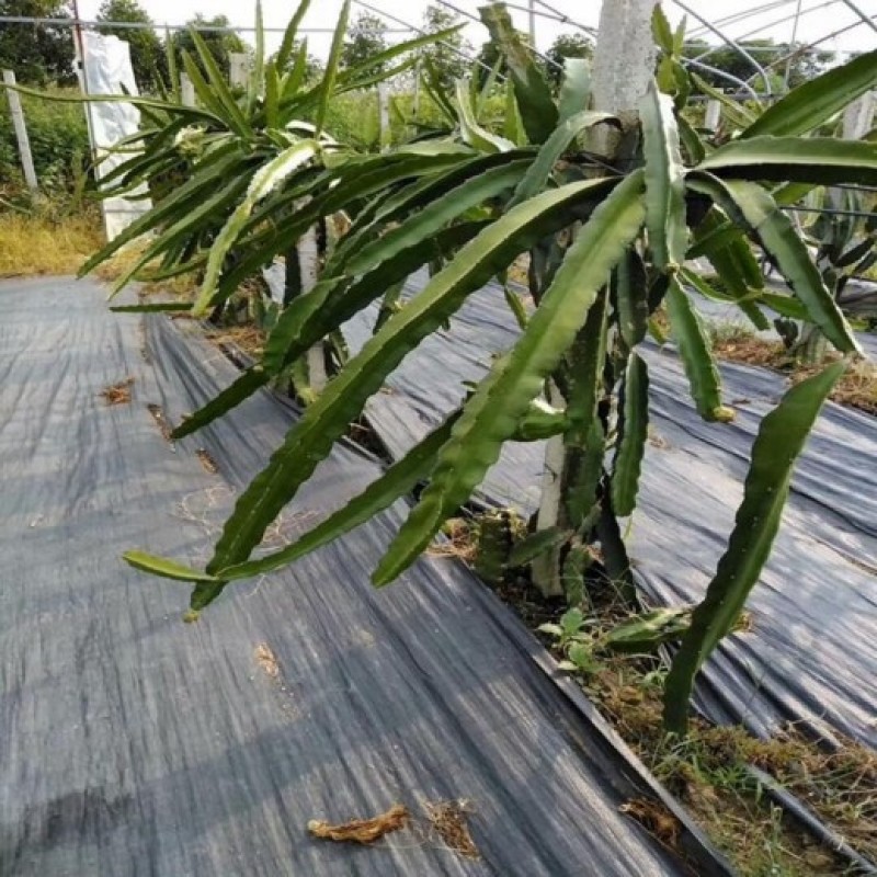 pe防草布地钉pp防草布除草布园艺地布黑色盖草布