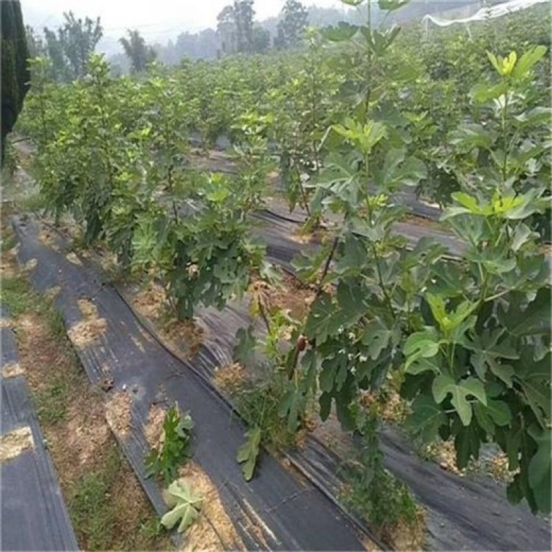 大棚90克除草布园艺地布pe防草布厂家茶园盖草布