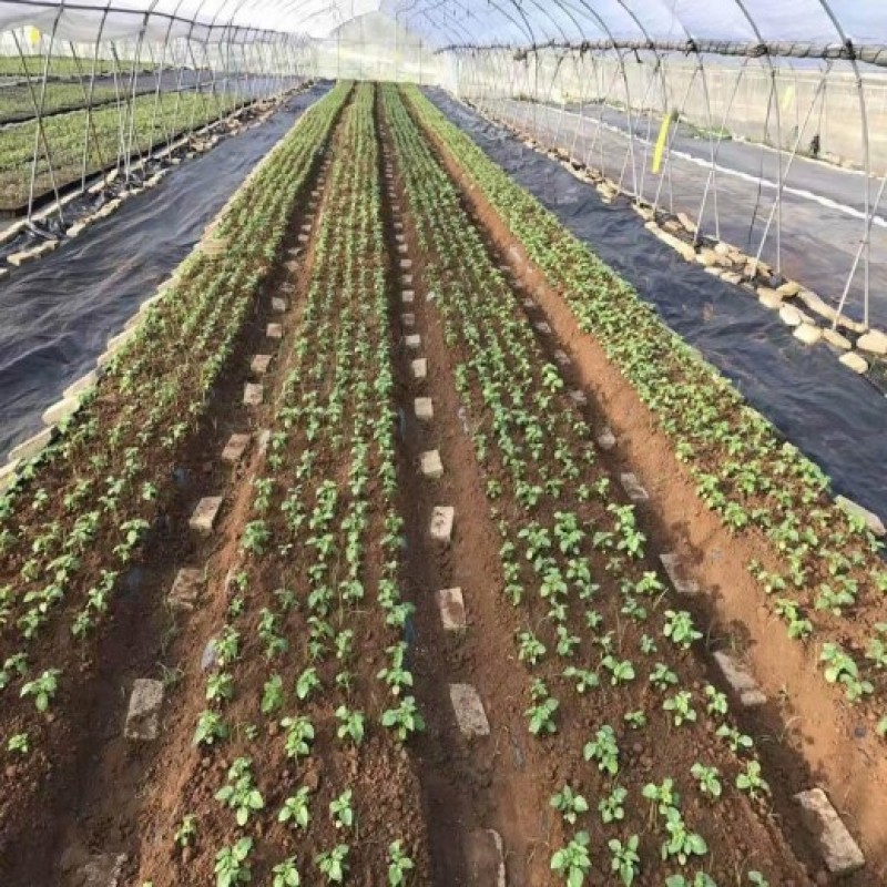 大棚90克除草布园艺地布pe防草布厂家茶园盖草布