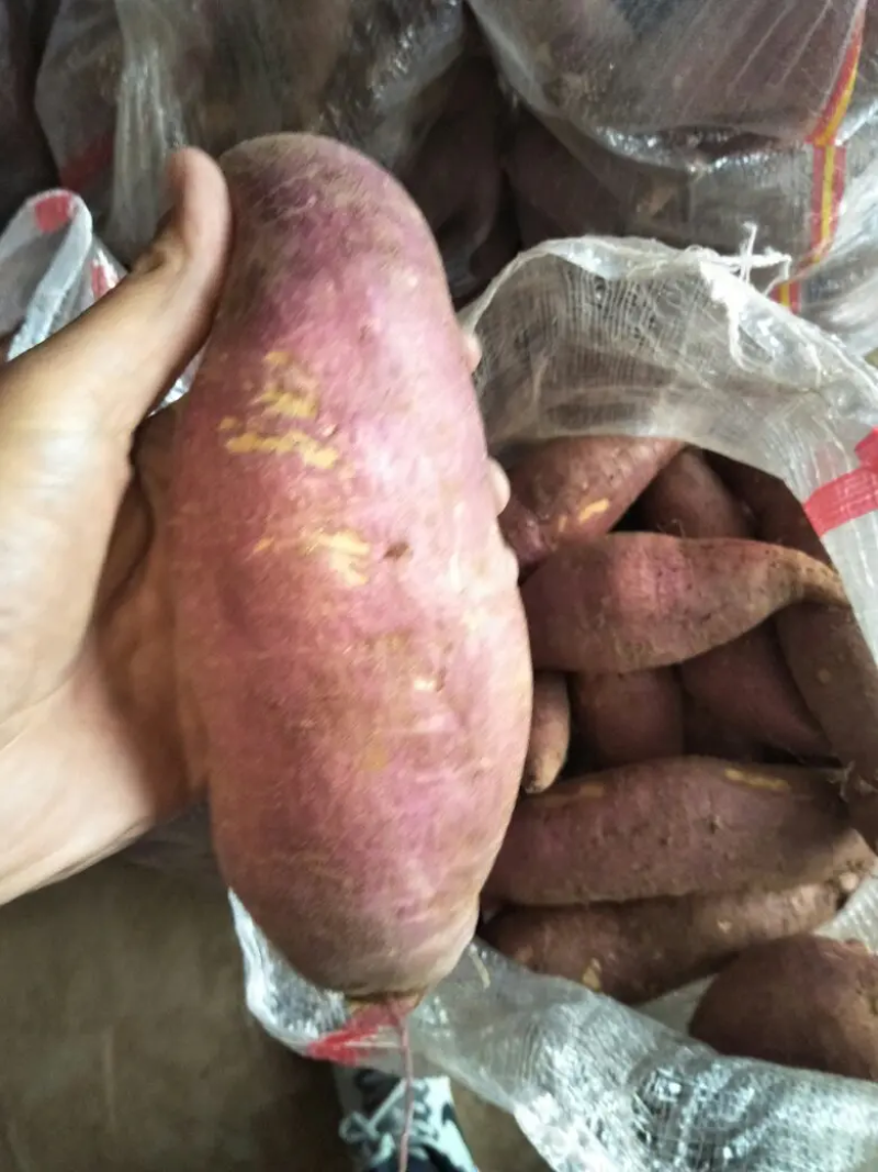 辽宁精品济薯，产地现挖现发，品质保证，品相好，价格优