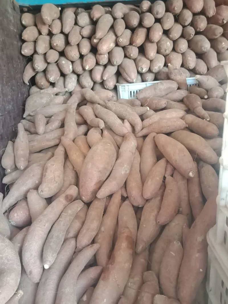 辽宁精品济薯，产地现挖现发，品质保证，品相好，价格优