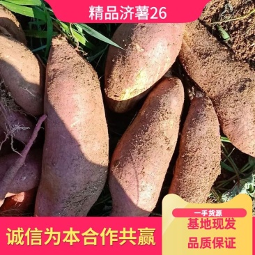 辽宁精品济薯，产地现挖现发，品质保证，品相好，价格优